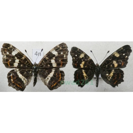 Araschnia levana (Linnaeus, 1758) pair form Rusałka kratkowiec Poland4n